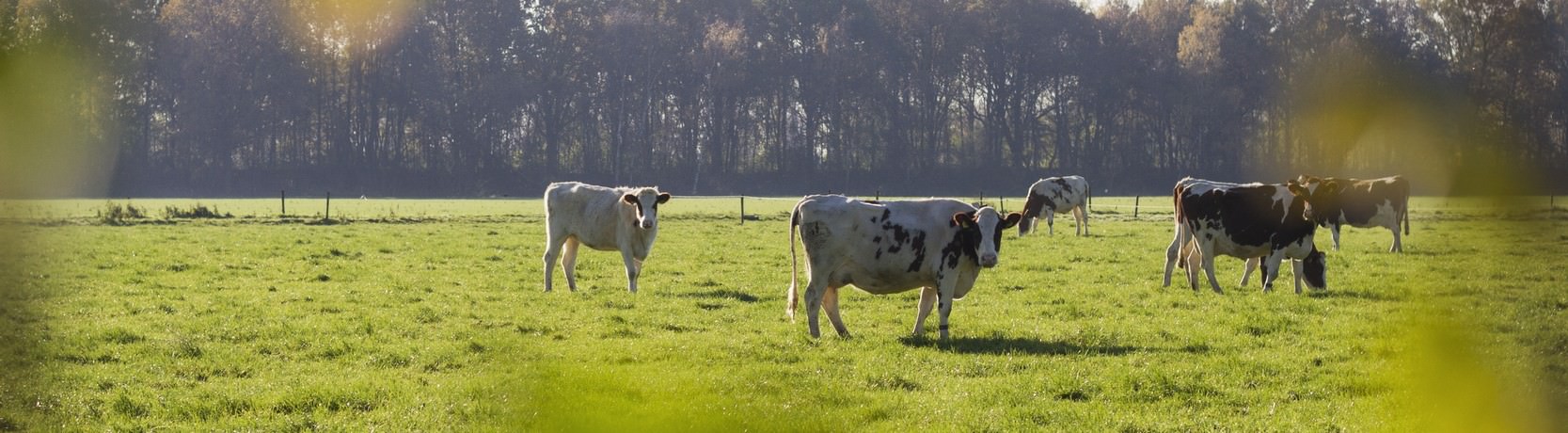 Mooie groene omgeving