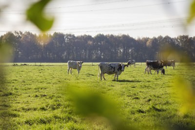 Kamperen op de boerderijcamping